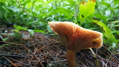Lactarius semisanguifluus