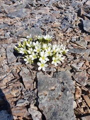 Gentianella decumbens