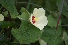 Pavonia senegalensis