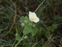 Pavonia senegalensis