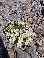 Gentianella decumbens