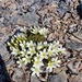 Gentianella decumbens - Photo (c) Oscar Grant, some rights reserved (CC BY-NC), uploaded by Oscar Grant