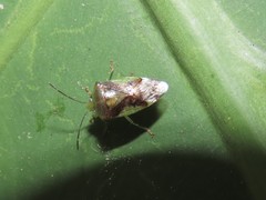 Elasmostethus nubilus