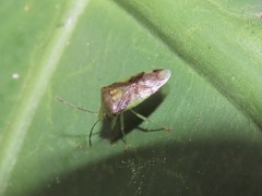 Elasmostethus nubilus