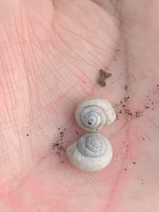 Polygyrinae