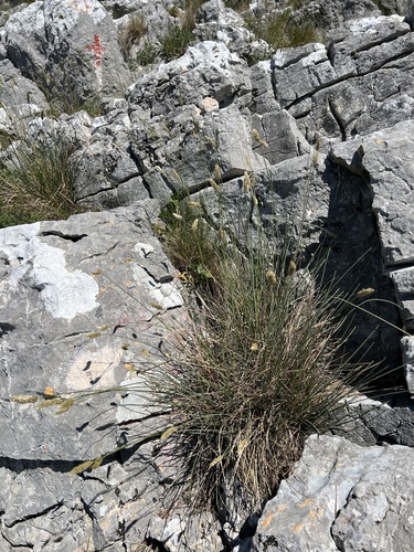 Sesleria robusta, photograph 4