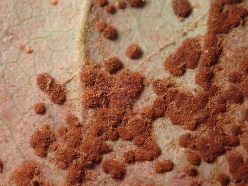 mahonia rust
