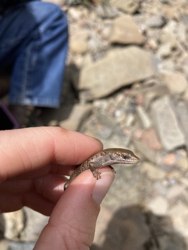 iNaturalist observation photo of Northern Alligator Lizard