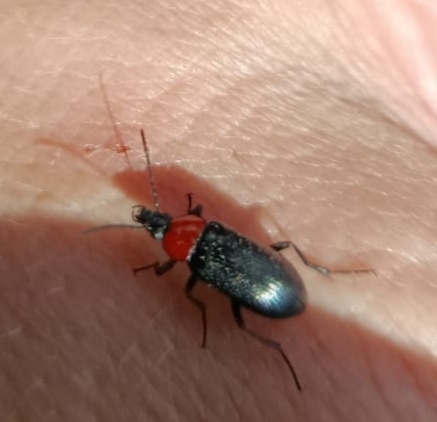 Heliotaurus ruficollis