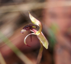 Chiloglottis reflexa