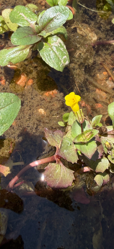 Erythranthe inamoena (Erythranthe inamoena)