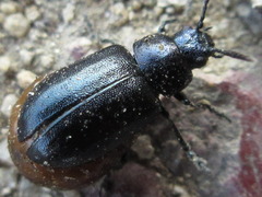 Gastrophysa atrocyanea