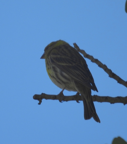 Avistamiento Serinus serinus