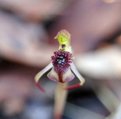Chiloglottis reflexa