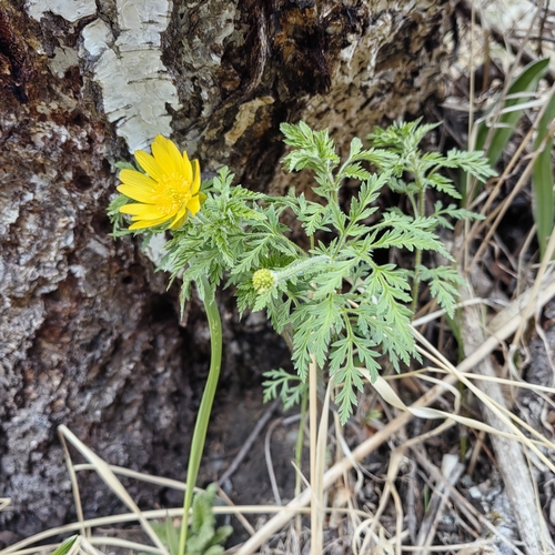 Adonis villosa