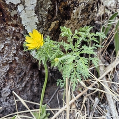 Adonis villosa