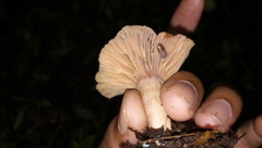 Lactarius semisanguifluus