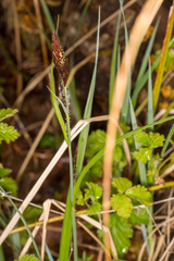 Carex acutiformis