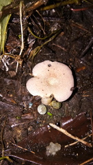 Lactarius semisanguifluus