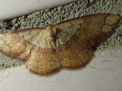 Pylargosceles steganioides
