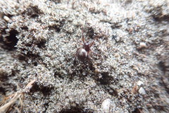 Steatoda truncata