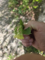 Symphytum cordatum, photograph author not stated, no rights reserved