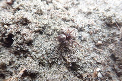 Steatoda truncata