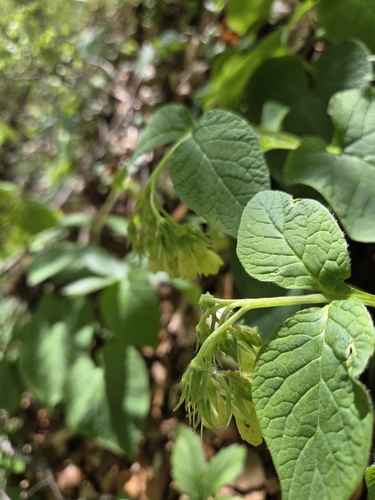Symphytum cordatum, photograph 5