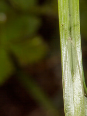 Carex acutiformis