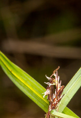Carex acutiformis