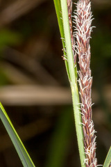 Carex acutiformis