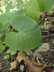 Symphytum cordatum, photograph author not stated, no rights reserved