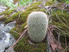 Mammillaria densispina