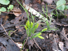 Gagea pusilla