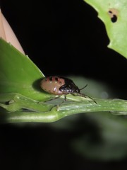 Elasmostethus nubilus