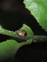 Elasmostethus nubilus