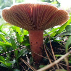 Lactarius semisanguifluus