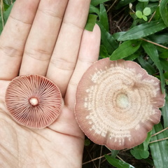 Lactarius semisanguifluus