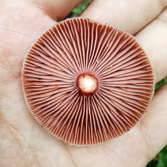 Lactarius semisanguifluus