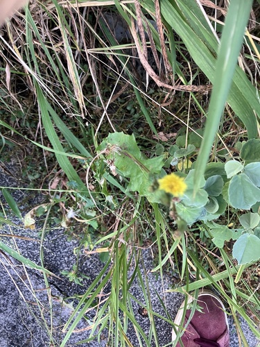 Sonchus oleraceus observed 2026-05-04
