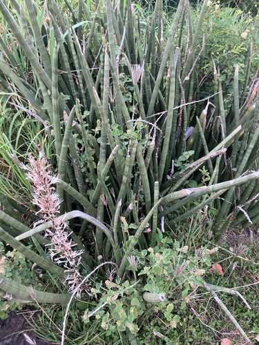 Dracaena angolensis observed 2026-05-04