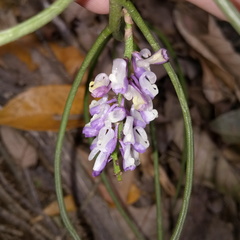 Schoenorchis juncifolia