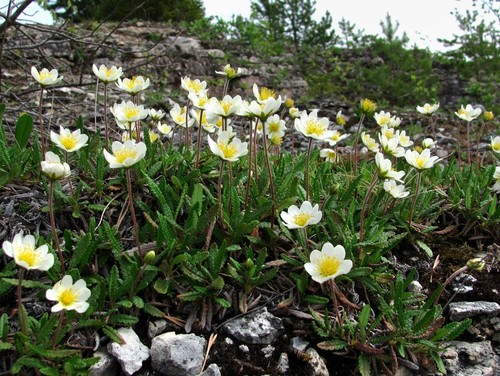 Eight-petal Mountain-Avens