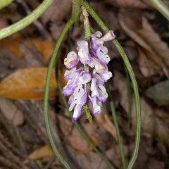 Schoenorchis juncifolia