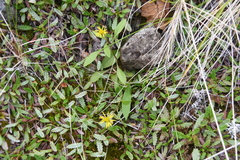 Solidago virgaurea lapponica
