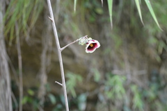 Thepparatia scandens, photograph S.MORE, CC0, iNaturalist via GBIF