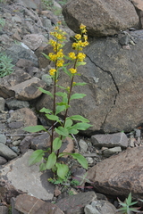 Solidago virgaurea lapponica