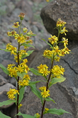 Solidago virgaurea lapponica