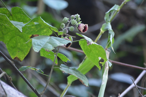 Thepparatia scandens