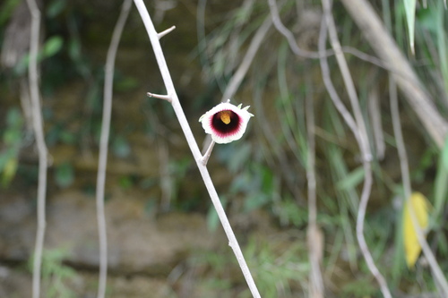 Thepparatia scandens, photograph 1